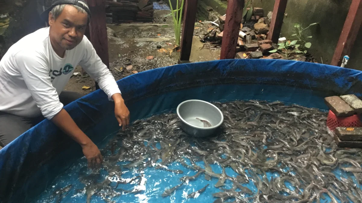 Bisnis pecel lele makin menjamur, peluang budidaya lele pun terbuka lebar, mendulang cuan dari ikan yang mudah