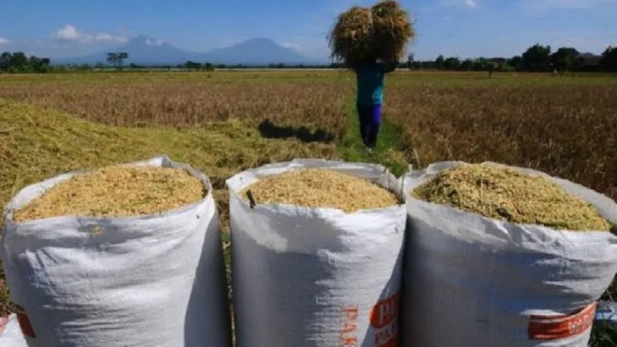 Padi yang sudah dirontokkan dimasukan ke dalam karung. (Foto: Ist)