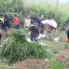 Petugas berada di lokasi ladang ganja yang ditemukan di kawasan Taman Nasional Bromo Tengger Semeru (TNBTS). F