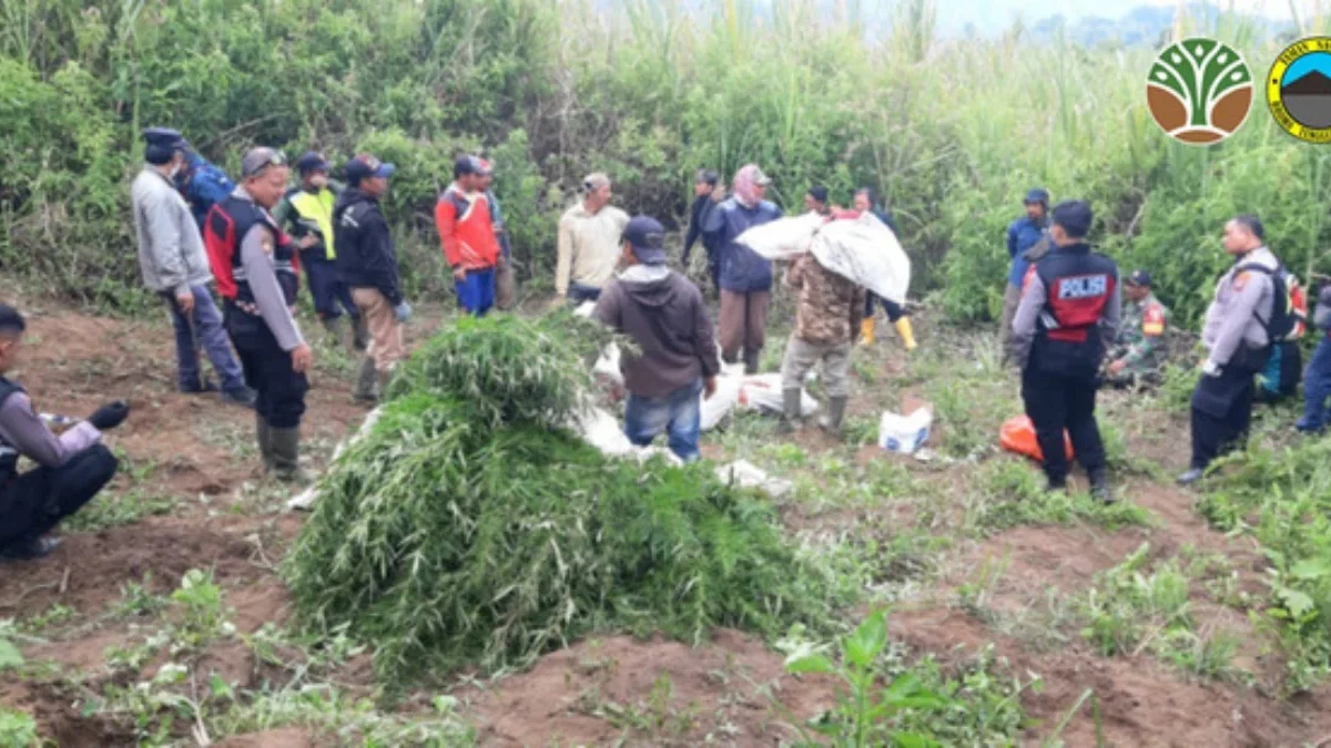 Petugas berada di lokasi ladang ganja yang ditemukan di kawasan Taman Nasional Bromo Tengger Semeru (TNBTS). F