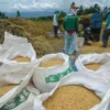 Para petani saat memanen padi dan mengumpulkan gabah. (Foto: Kementan RI)