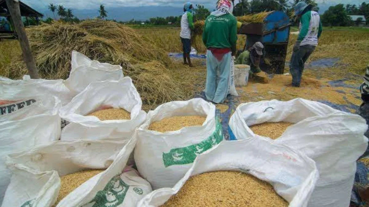 Para petani saat memanen padi dan mengumpulkan gabah. (Foto: Kementan RI)