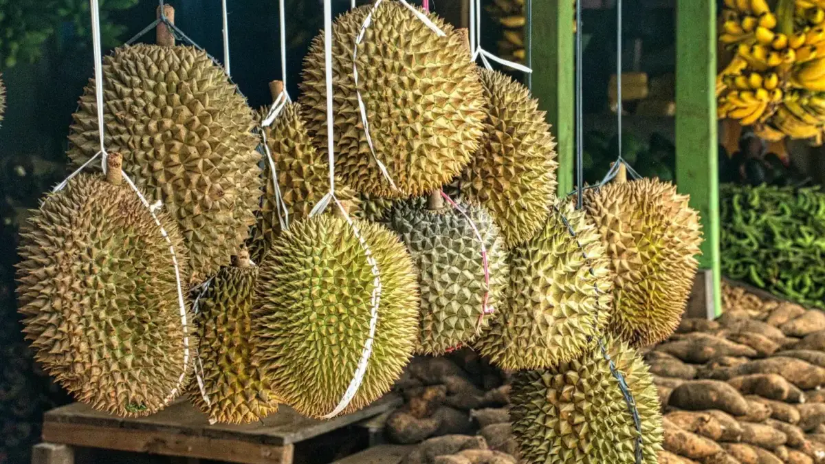 Ilustrasi Durian