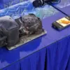 Black box pesawat helikopter BK117-D3 yang jatuh di kawasan hutan lindung Desa Emil Baru, Kecamatan Mantewe, K
