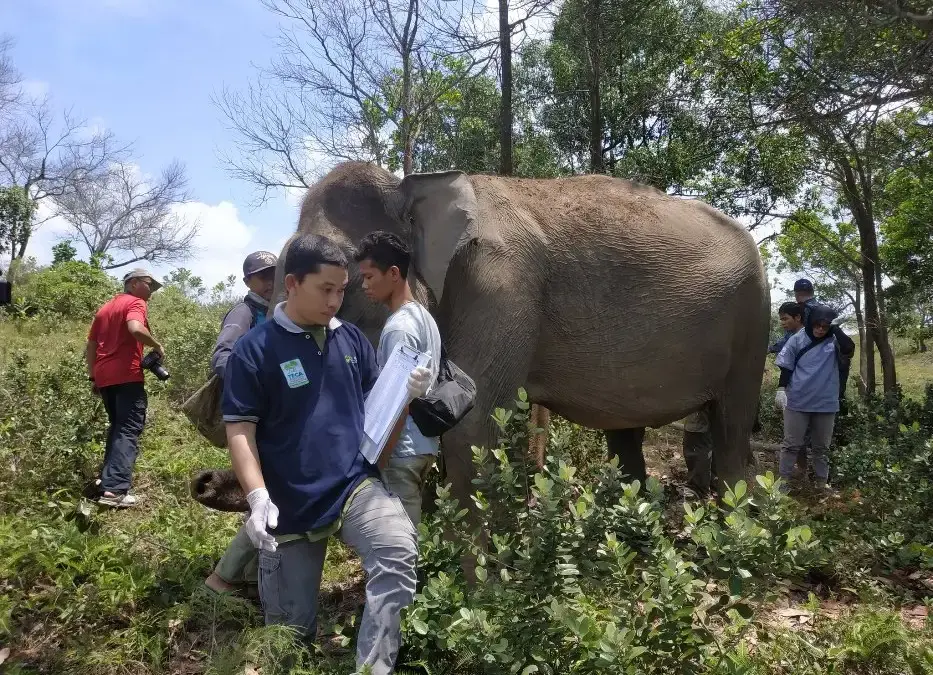 Pakar UGM: Bencana Tanah Longsor dan Banjir di Sumatera Akibat Alih Fungsi Lahan Sawit, Habitat Gajah Rusak Gajah Sumatera di Barumun Nagari Wildlife Sanctuary (2019)(Dok. Istimewa)