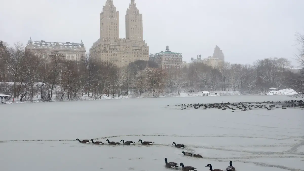 Angsa-angsa di danau yang tertutup salju di Central Park, New York City, 27 Desember 2025. (Fotografer: Gary H